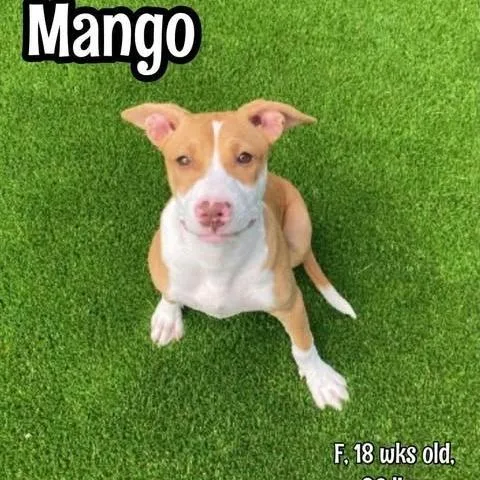 Mango thumbnail 5