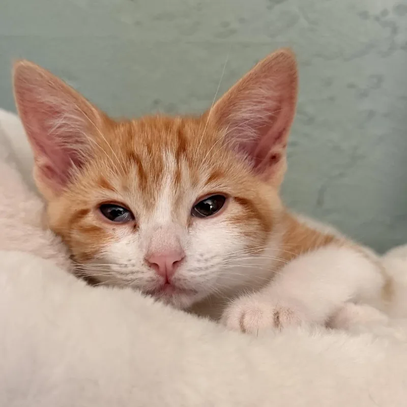 A baby small-sized female Orange / Red Tabby cat named Nova Bear for adoption in Pacific Palisades, CA