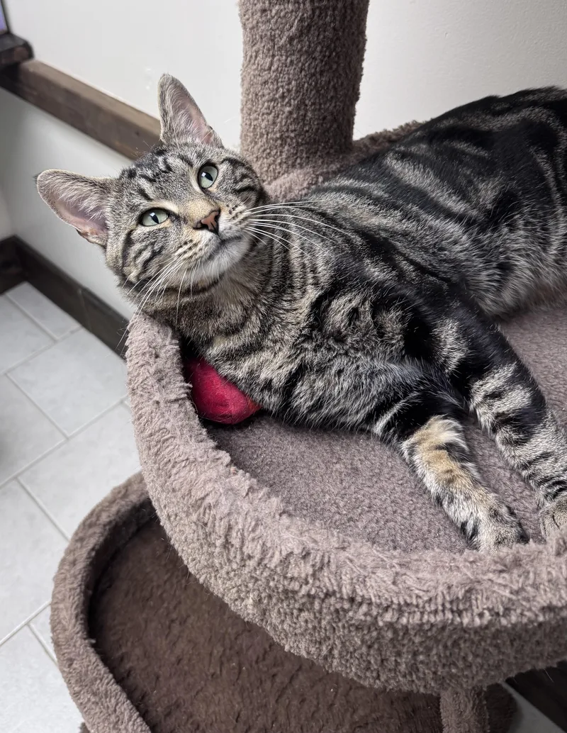 A young medium-sized male Tabby (Brown / Chocolate) Tabby cat named Stuart for adoption in Medford, MA