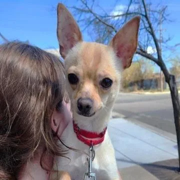 An adult small-sized male Yellow / Tan / Blond / Fawn Chihuahua dog named Luis for adoption in Chaska, MN