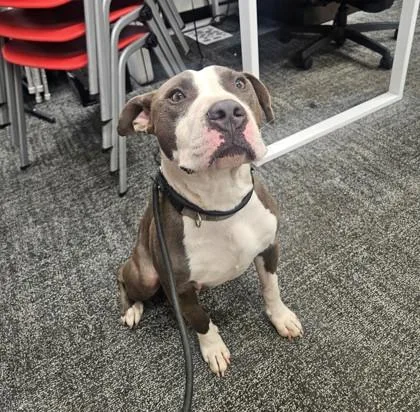 An adult medium-sized male Mixed Breed dog named Sker Boi for adoption in West Chester, PA