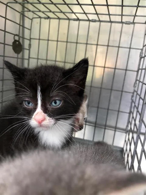 A baby small-sized male Domestic Short Hair cat named Ace for adoption in Dallas, TX