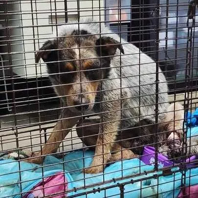 A young small-sized male Gray / Blue / Silver Mixed Breed dog named Fritz for adoption in Davenport, IA