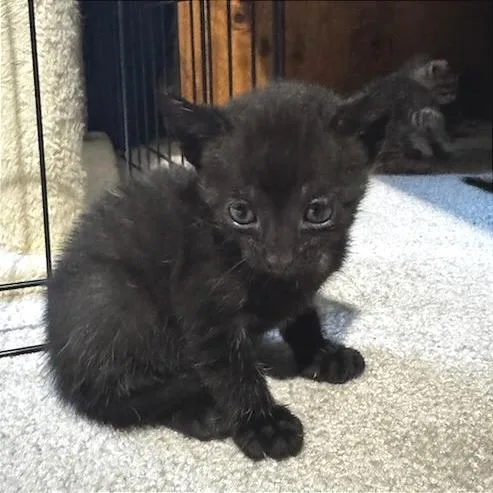 A baby small-sized male Domestic Short Hair cat named Louie for adoption in Cumming, GA