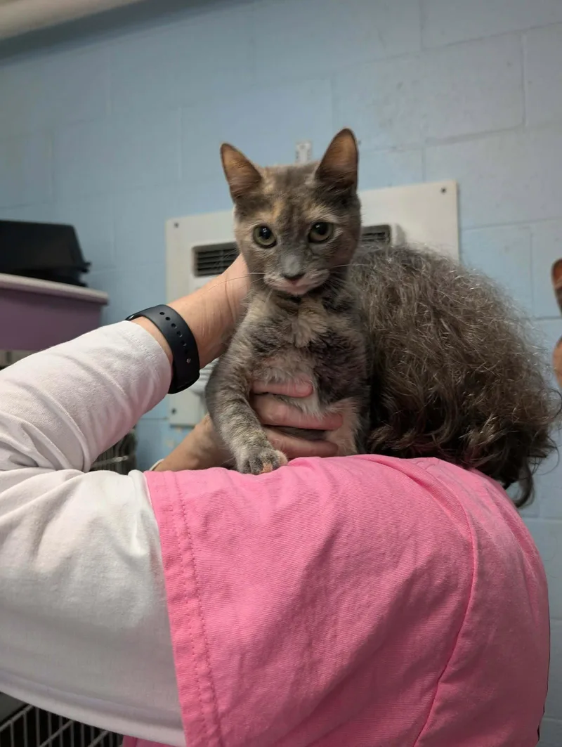 A young medium-sized female Domestic Short Hair cat named Vienna Visit At for adoption in Rustburg, VA