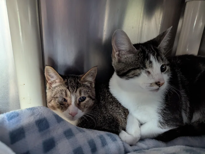 A baby medium-sized female Tabby (Buff / Tan / Fawn) Domestic Short Hair cat named Nora for adoption in Morristown, NJ