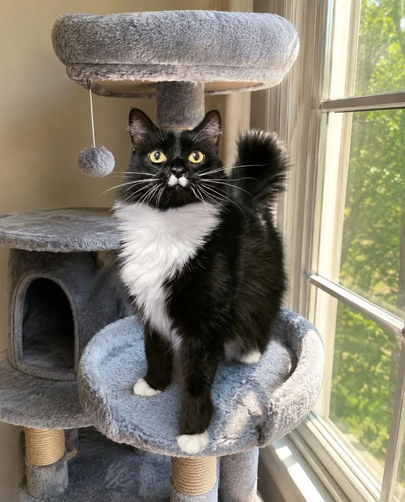 An adult medium-sized female Domestic Long Hair cat named Noodles for adoption in Sebastian, FL