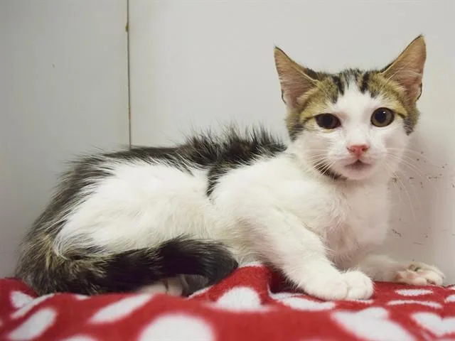 A baby small-sized male Domestic Short Hair cat named Frankie for adoption in Sacramento, CA