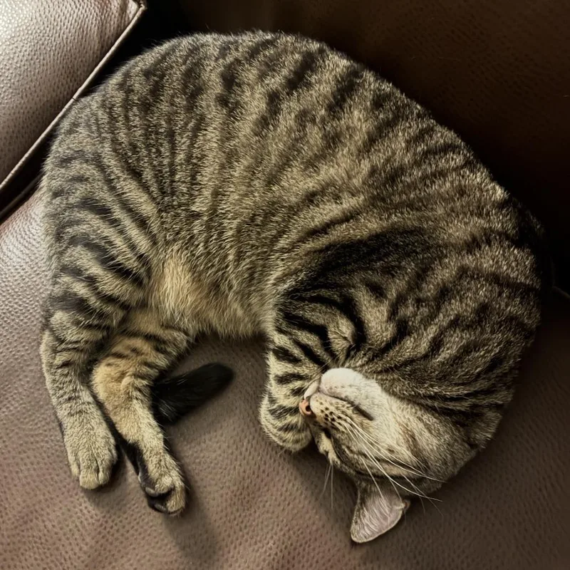 A young large-sized male Brown / Chocolate Domestic Short Hair cat named Buster for adoption in Medina, OH