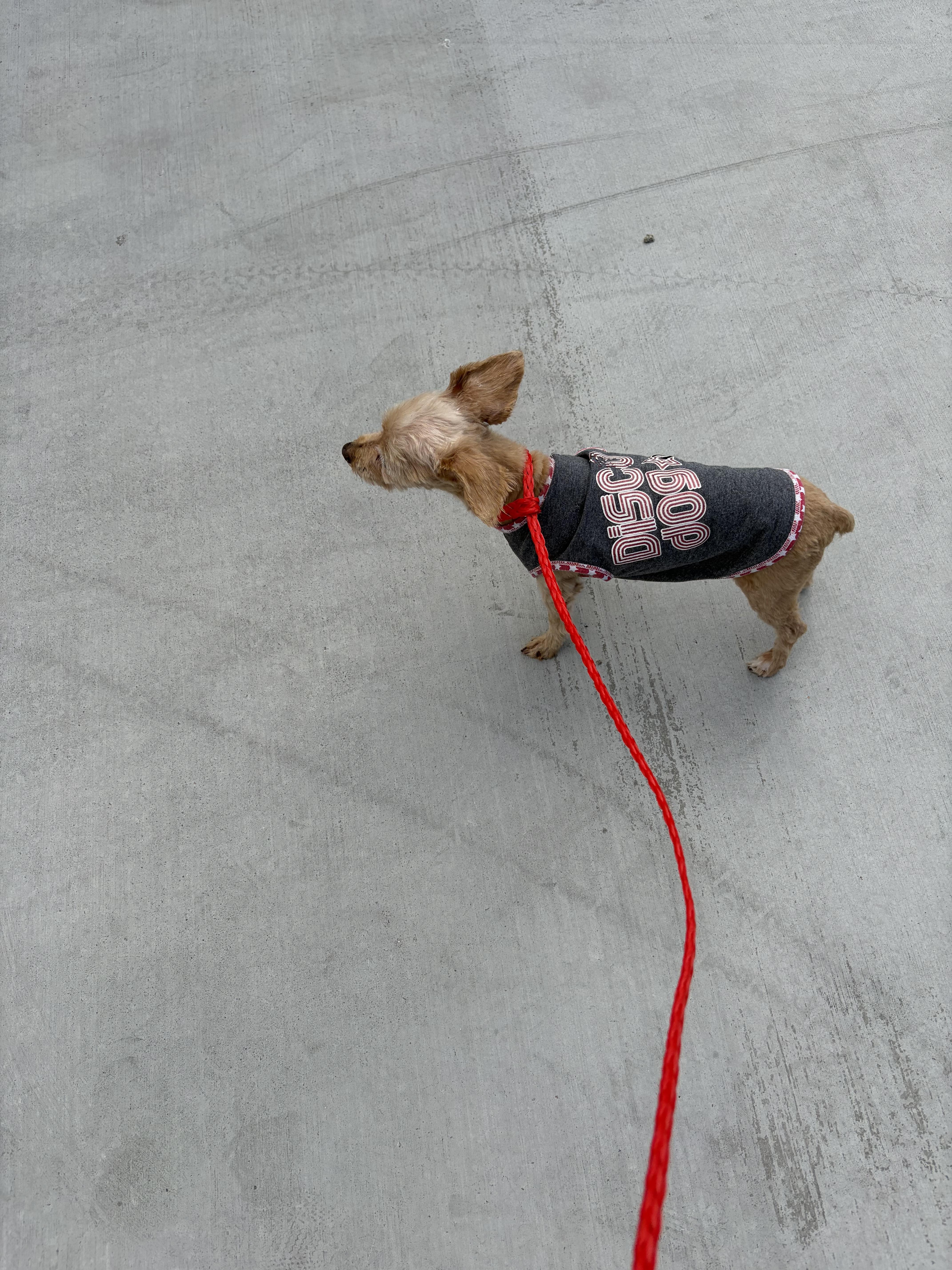 A senior small-sized female Apricot / Beige Yorkshire Terrier dog named Princess for adoption in Henderson, NV
