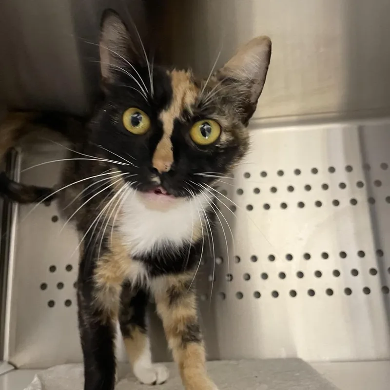 An adult medium-sized female Tortoiseshell Domestic Short Hair cat named Phantom for adoption in Warwick, RI