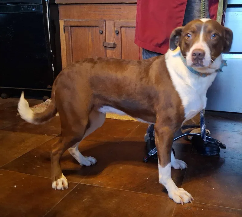 A young medium-sized female Pit Bull Terrier dog named Petulia for adoption in Mcconnelsville, OH