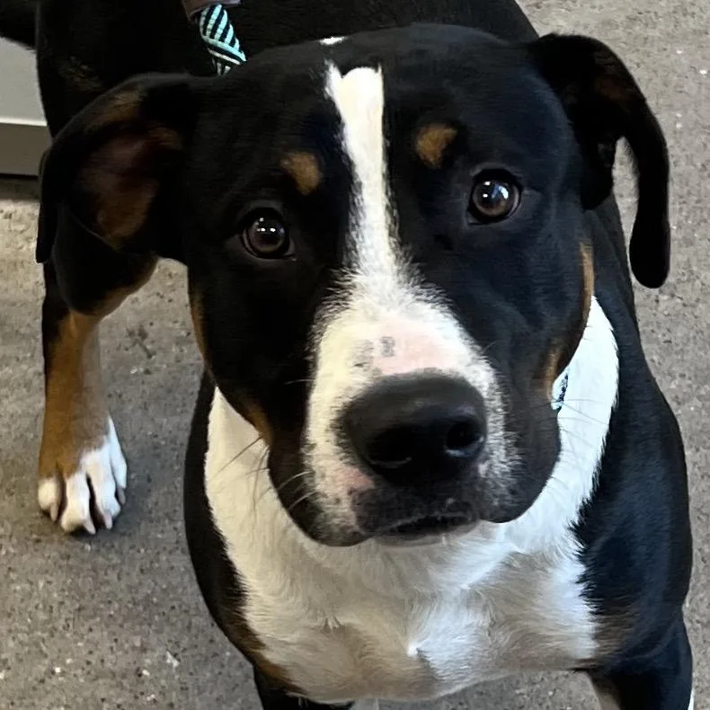 A young medium-sized male Black Mixed Breed dog named Miles for adoption in Las Cruces, NM