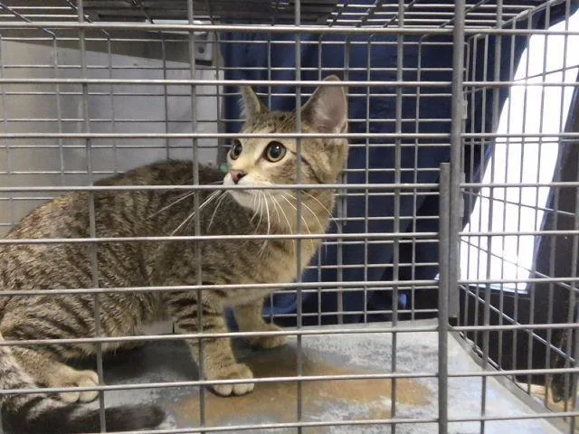 A baby small-sized female Domestic Short Hair cat named Kiwi for adoption in Tulsa, OK