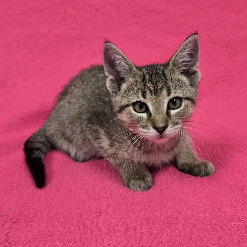A baby medium-sized female Domestic Short Hair cat named Patsy for adoption in Frankfort, IN