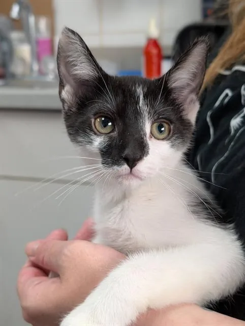 A baby small-sized male Domestic Short Hair cat named Zuko for adoption in Canfield, OH