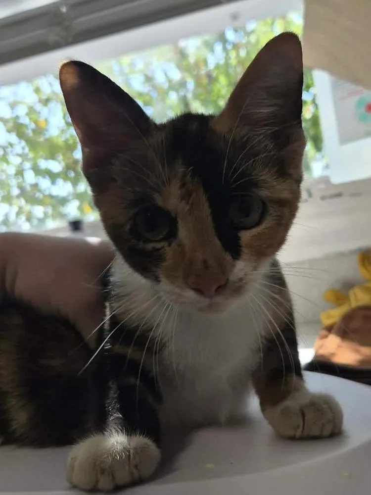 A baby medium-sized female Domestic Short Hair cat named Treasure for adoption in Bolivar, MO
