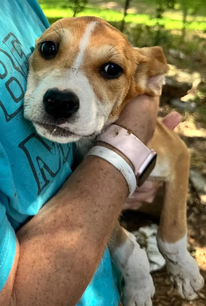 A baby large-sized female Pit Bull Terrier dog named Scribble for adoption in Little Rock, AR