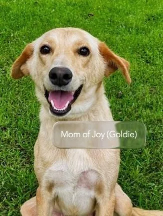 A baby medium-sized female Labrador Retriever dog named Pup Joy for adoption in Washington, DC