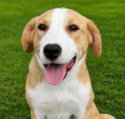 Pup Joy thumbnail 2
