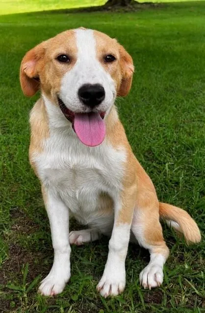 Pup Joy thumbnail 3