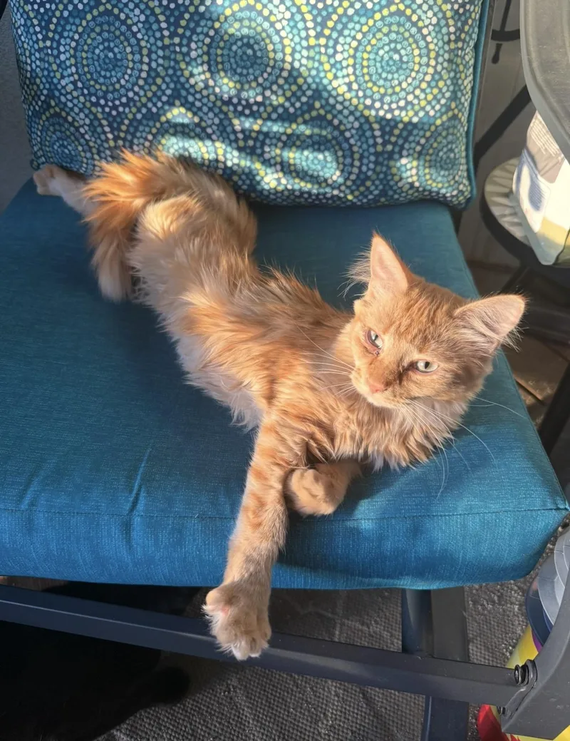 A young medium-sized female Domestic Medium Hair cat named Sammie for adoption in Lincoln, NE