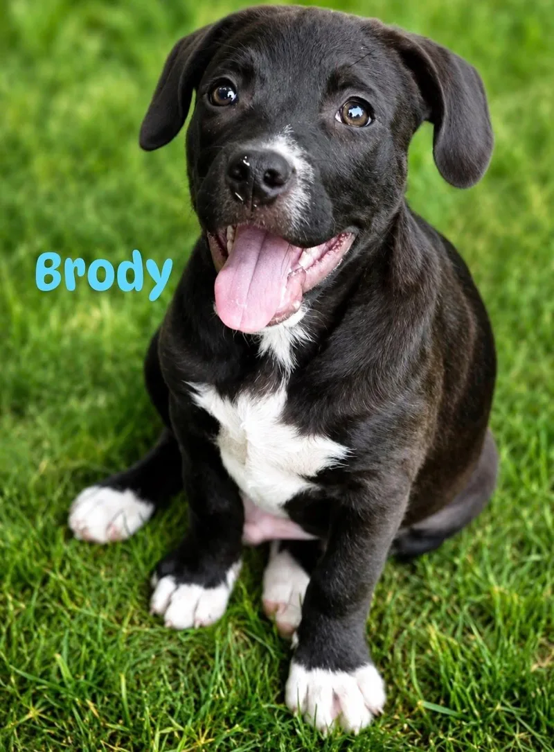 A baby medium-sized male Black Labrador Retriever dog named Brody for adoption in Pembroke, MA