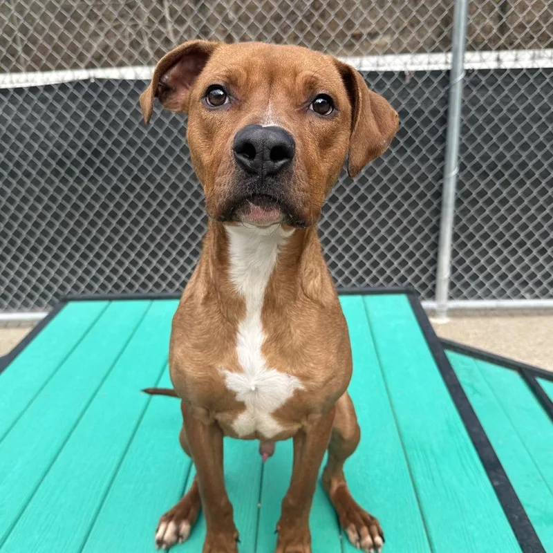 A senior large-sized male Red / Chestnut / Orange Mixed Breed dog named Rhett for adoption in Charleston, WV
