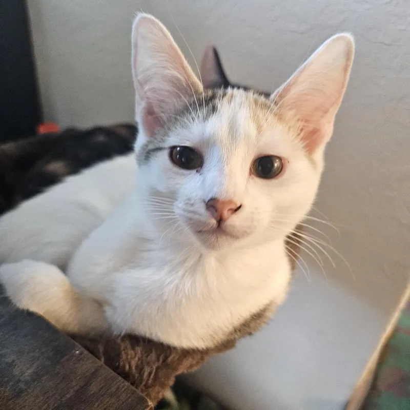 A baby small-sized female White Domestic Short Hair cat named Joyce for adoption in Bulverde, TX