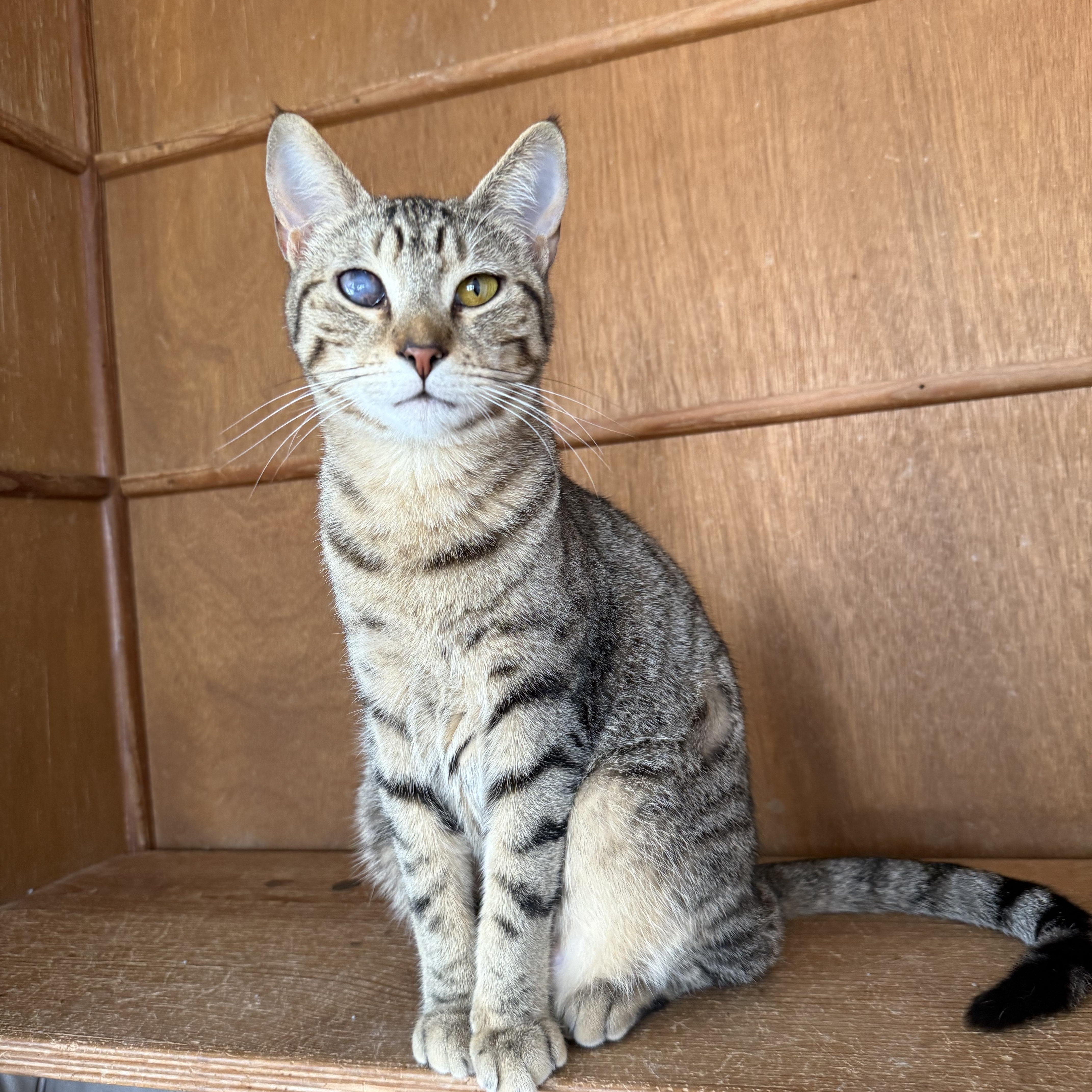 A young medium-sized female Tabby (Brown / Chocolate) Domestic Short Hair cat named Andi for adoption in Shreveport, LA