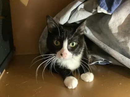 A young medium-sized female Domestic Short Hair cat named Terri for adoption in Hamilton, NJ