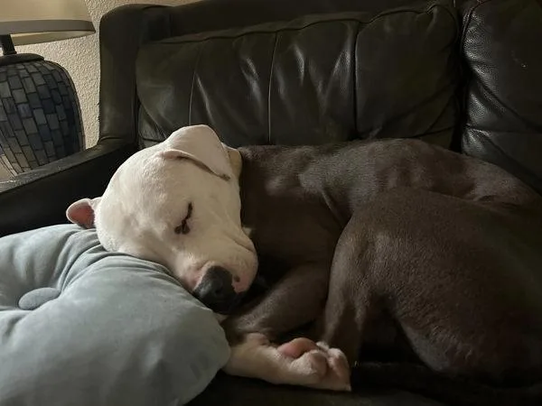 Evermore thumbnail 3