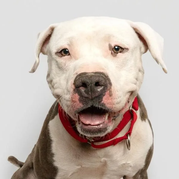 Evermore thumbnail 4