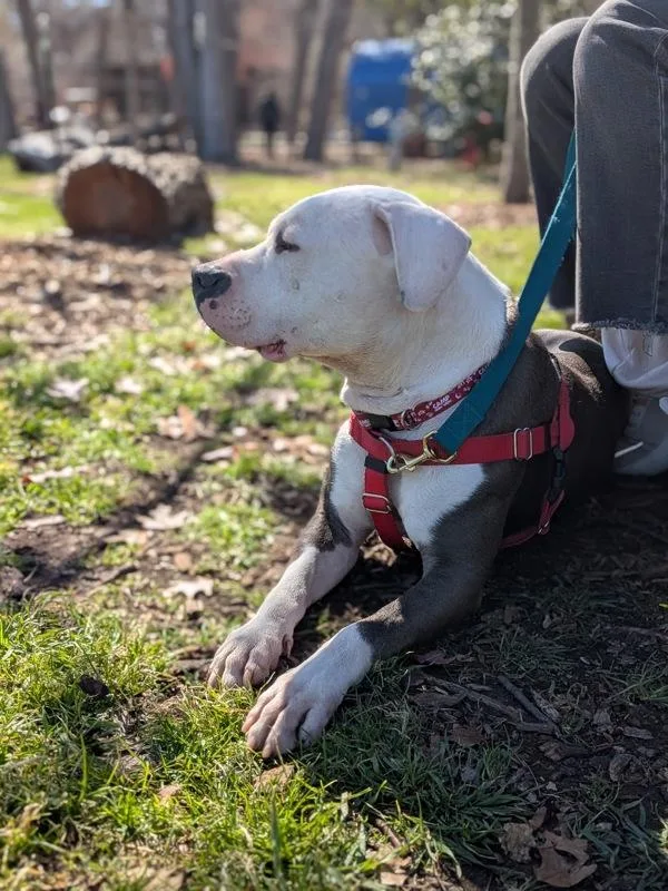 Evermore thumbnail 5