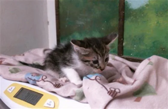A baby small-sized female Domestic Short Hair cat named Pink for adoption in Houston, TX