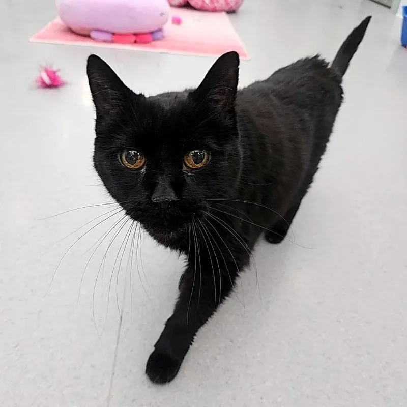 A senior medium-sized male Black Domestic Short Hair cat named Jake for adoption in Lakewood, CO