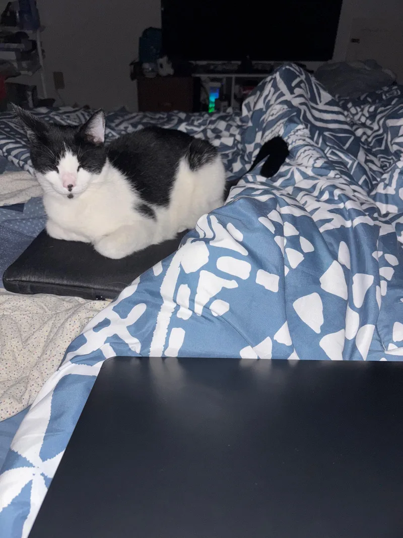 An adult medium-sized male Domestic Short Hair cat named Shawmut for adoption in Melrose, MA