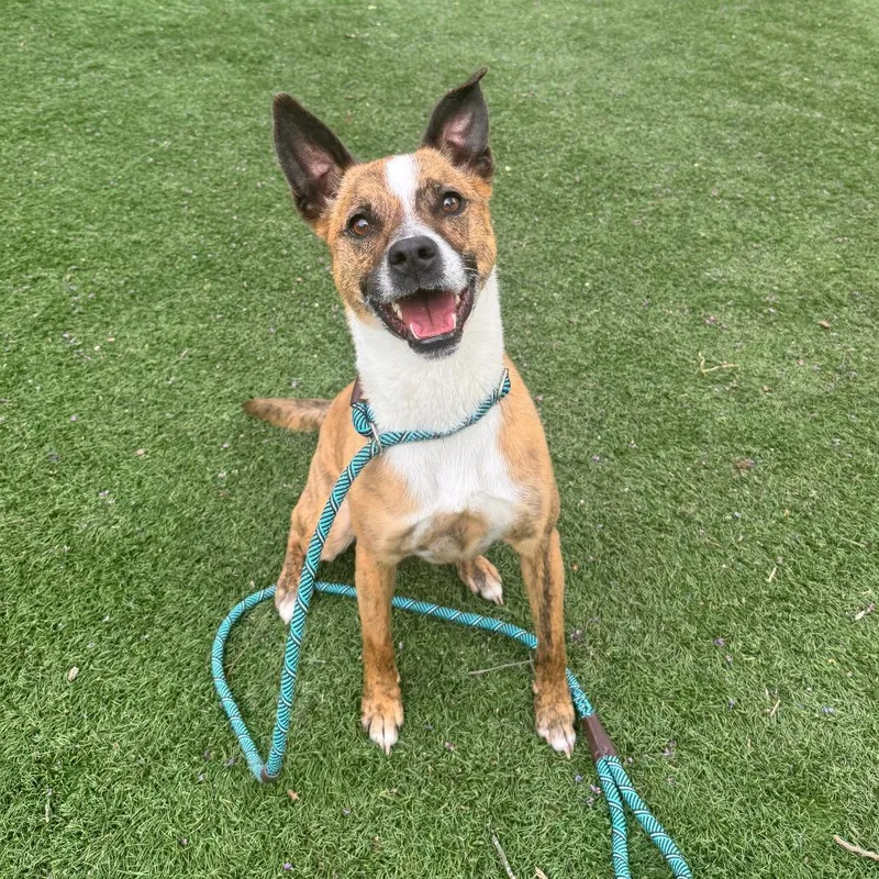 An adult medium-sized male Brindle Mixed Breed dog named Sir Willow for adoption in Saint Charles, MO