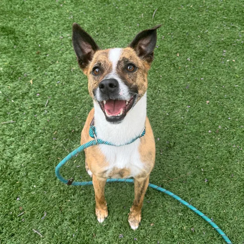 Sir Willow thumbnail 2