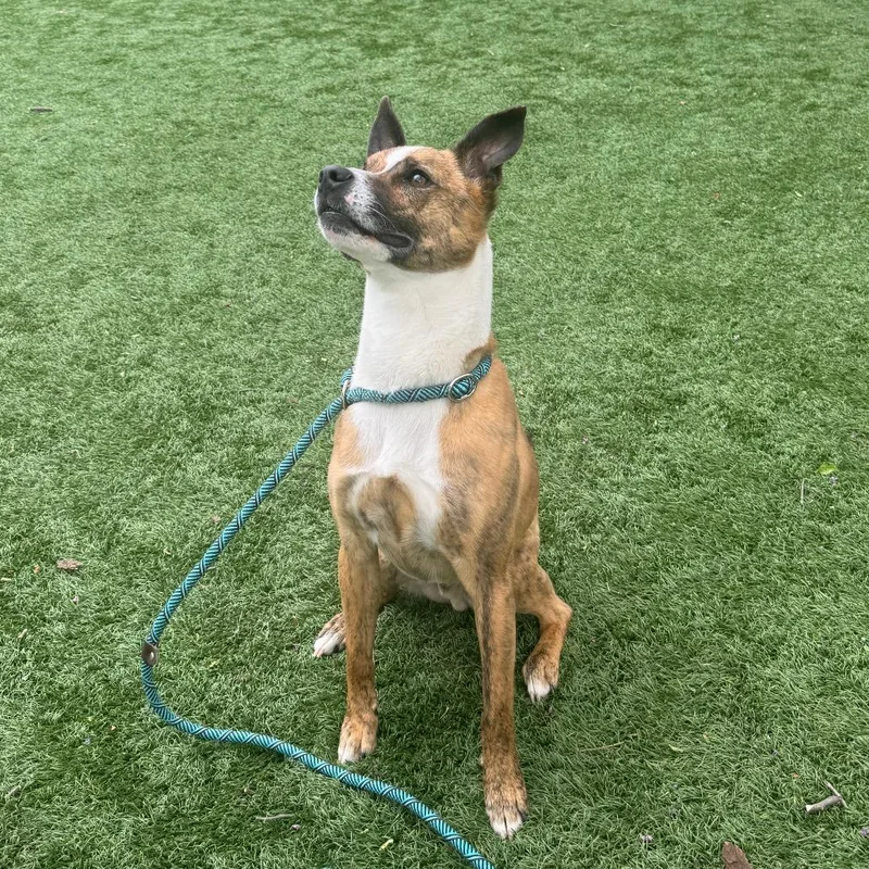 Sir Willow thumbnail 3