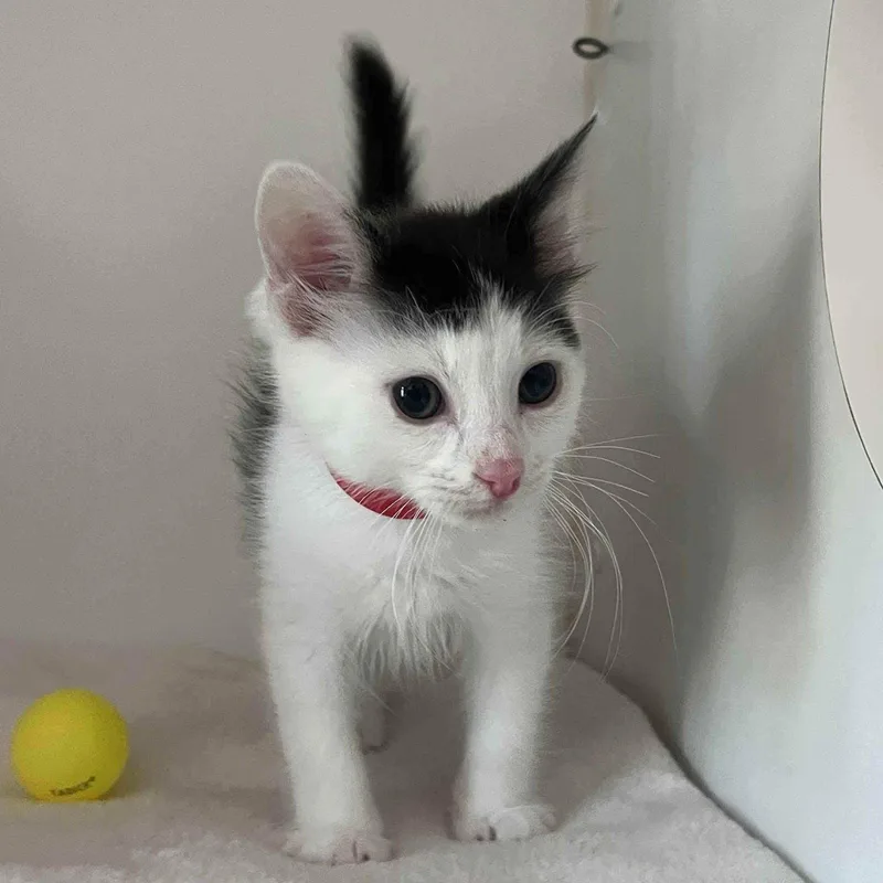 A baby small-sized male White Domestic Short Hair cat named Pom Pom for adoption in Oakland, CA