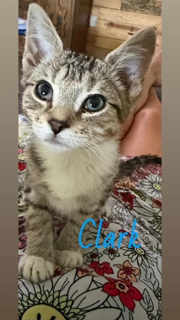 A baby medium-sized male Domestic Short Hair cat named Clark for adoption in Johnson City, TN