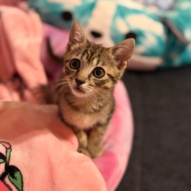 A baby small-sized female Domestic Short Hair cat named Mitzi for adoption in Newark, NJ