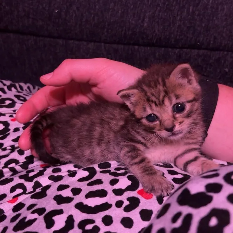 Mitzi thumbnail 2