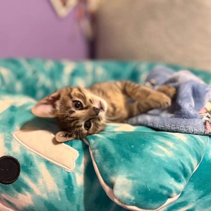 Mitzi thumbnail 3