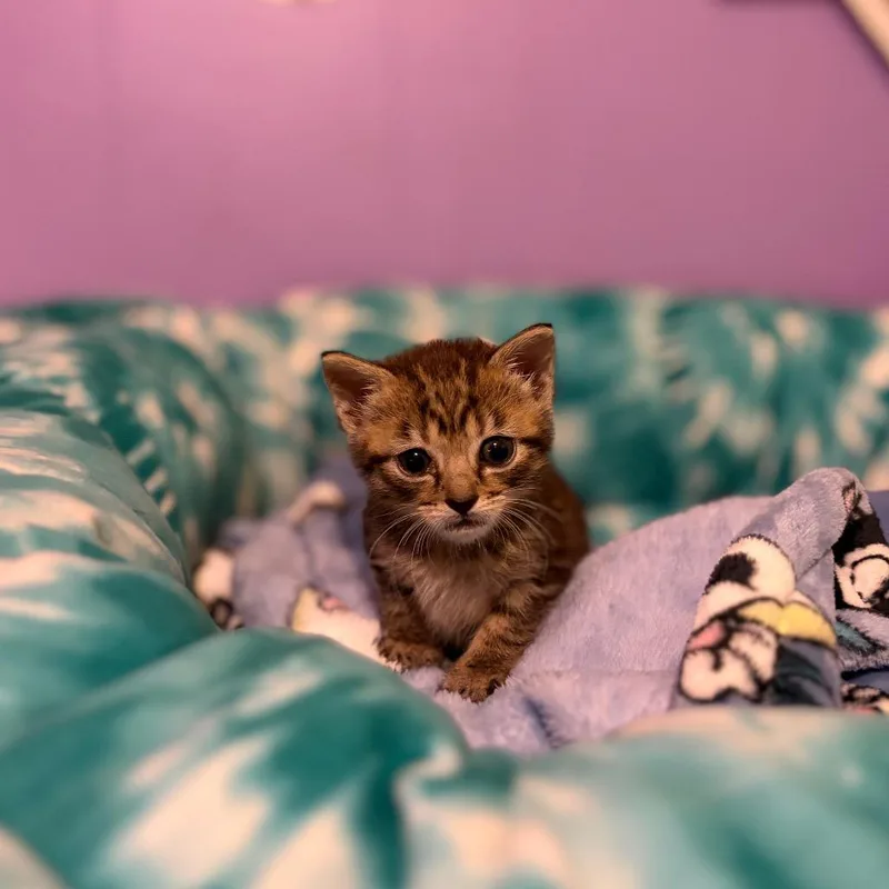 Mitzi thumbnail 4