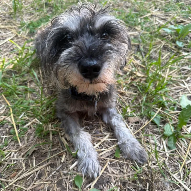 An adult small-sized male Miniature Schnauzer dog named Winston sponsor me for adoption in Homer Glen, IL