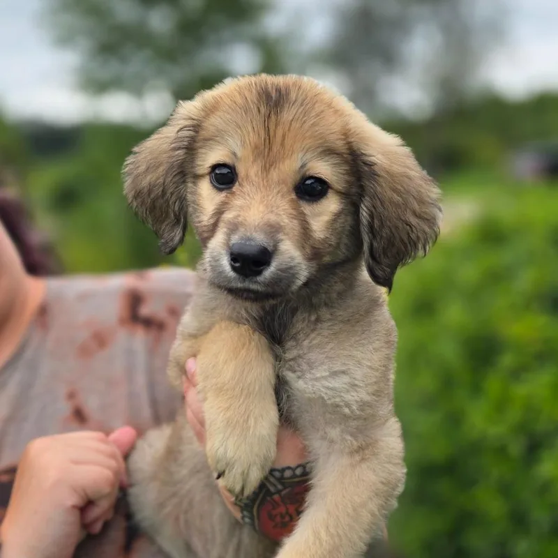 A baby small-sized female Sable Great Pyrenees dog named CT Butterfly avail Sep for adoption in Stormville, NY