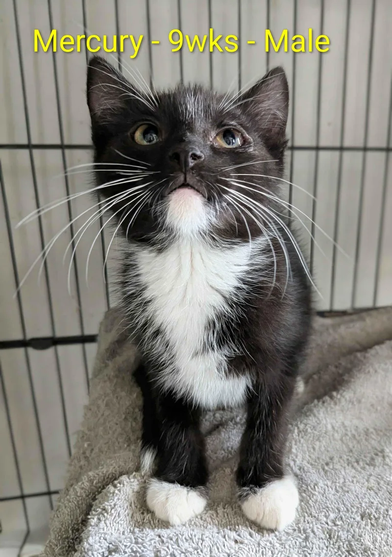 A baby small-sized male Domestic Short Hair cat named Mercury for adoption in Seven Valleys, PA