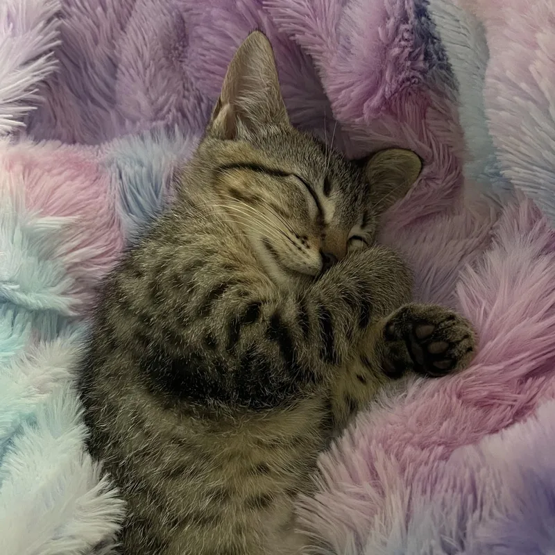 A baby small-sized female Tabby (Brown / Chocolate) Domestic Short Hair cat named Robin Rf Petsmart for adoption in Spring, TX